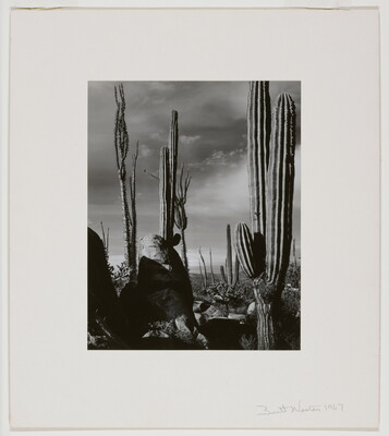 A black-and-white photograph of saguaro and other cacti extending up toward the sky.