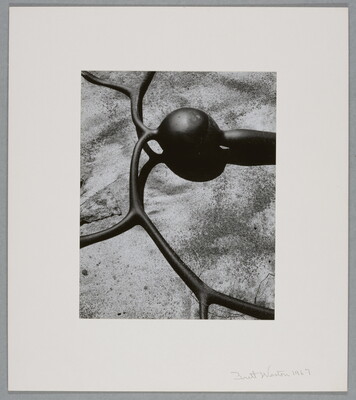 A black-and-white photograph of the round bladder, stem, and fronds of a kelp.