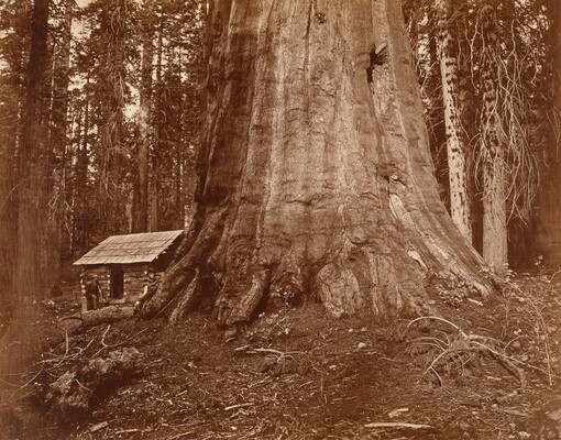 A sepia-toned photograph of a man standing next to a log cabin that looks tiny next to a giant tree trunk.