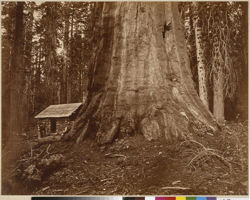 A sepia-toned photograph of a man standing next to a log cabin that looks tiny next to a giant tree trunk.