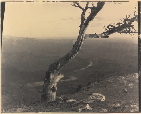 A sepia-toned photograph of a barren tree at the edge of a canyon overlooking a winding river.