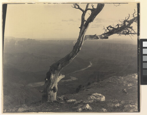 A sepia-toned photograph of a barren tree at the edge of a canyon overlooking a winding river.