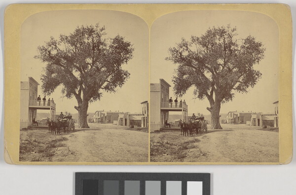 A sepia-toned stereograph of a tree that is taller than the two-story building next to it.