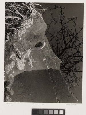 An abstract black-and-white photograph of ice filled with bubbles on the shore of water that vaguely resembles a person's head in profile; bare tree branches are reflected in the water.