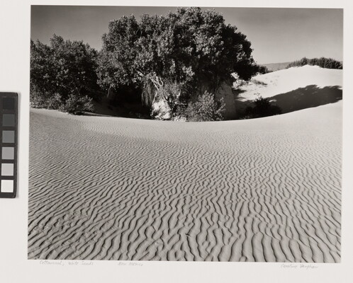 A black-and-white photograph of rippled sand dunes and clumps of trees.