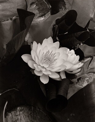 A black-and-white photograph of a white flower blooming against a dark background of water and lily pads.