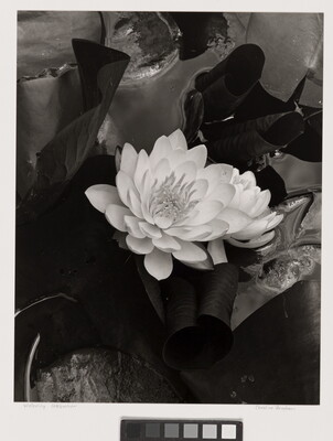 A black-and-white photograph of a white flower blooming against a dark background of water and lily pads.