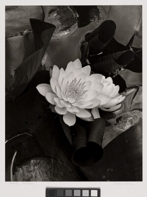 A black-and-white photograph of a white flower blooming against a dark background of water and lily pads.