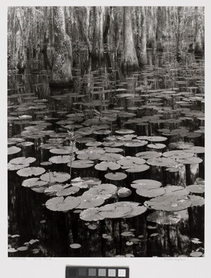 A black-and-white photograph of lily pads on a calm body of water and cypress trees growing in the background.
