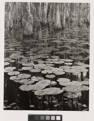 A black-and-white photograph of lily pads on a calm body of water and cypress trees growing in the background.