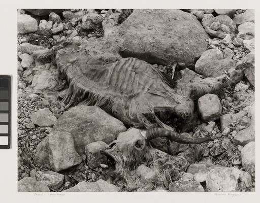 A black-and-white photograph of a skeletonized sheep carcass laying amongst rocks.