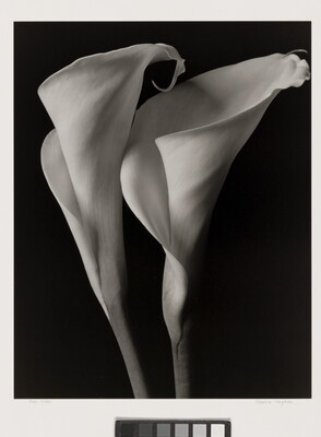 A black-and-white photograph of the curling petals of two lilies against a black background.
