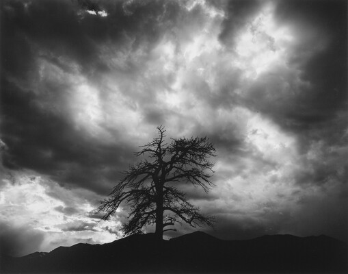 A black-and-white photograph of the silhouette of a stark, many-limbed tree under dark ominous clouds.