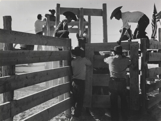 A black-and-white photograph of men wearing cowboy hats climbing on a fence to open the door to a cattle chute with an animal inside.