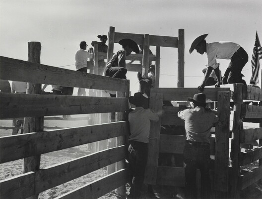 A black-and-white photograph of men wearing cowboy hats climbing on a fence to open the door to a cattle chute with an animal inside.