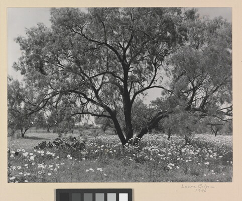 A black-and-white photograph of an expansive tree with wildflowers underneath.