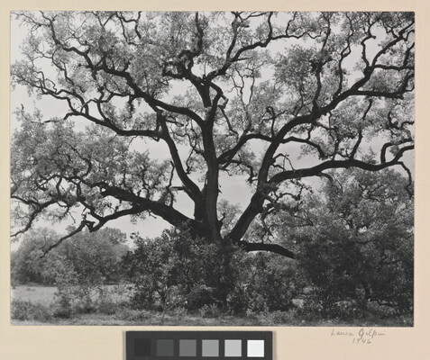 A black-and-white photograph of an expansive tree with gnarly branches.