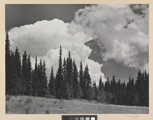 A black-and-white photograph of tall, pointed evergreen trees on a hillside beneath large white clouds.