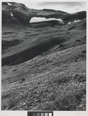 A black-and-white photograph of a mountainside covered in wildflowers, grass, and pockets of melting snow.