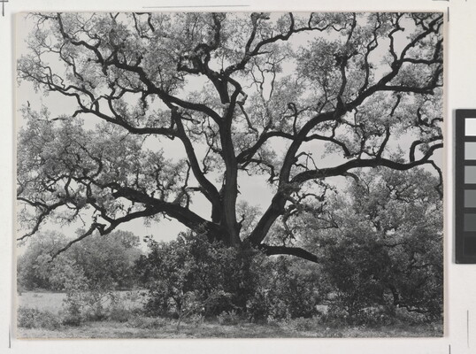 A black-and-white photograph of an expansive tree with gnarly branches.