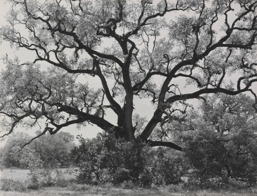 A black-and-white photograph of an expansive tree with gnarly branches.
