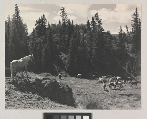 A black-and-white photograph of grazing horses next to tall pine trees.