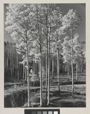 A black-and-white photograph of a stand of tall, straight trees with light bark and light-colored foliage.