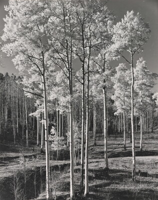 A black-and-white photograph of a stand of tall, straight trees with light bark and light-colored foliage.