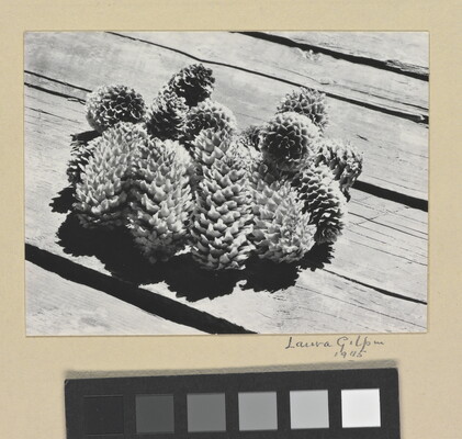 A black-and-white photograph of a group of pine cones on wood planks.