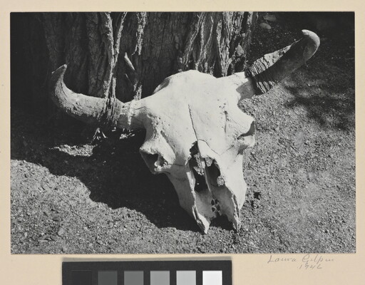 A black-and-white photograph of a bison skull on the ground next to a tree.