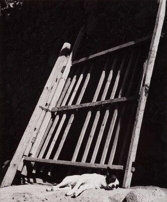 A black-and-white photograph of a light-colored dog asleep against a leaning wooden fence.