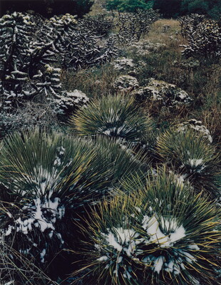 A color photograph of a group of short, spiky-leafed yuccas and cacti dusted with snow.