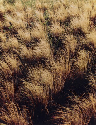 A color photograph of clumps of brown and gold grass blowing in a breeze.