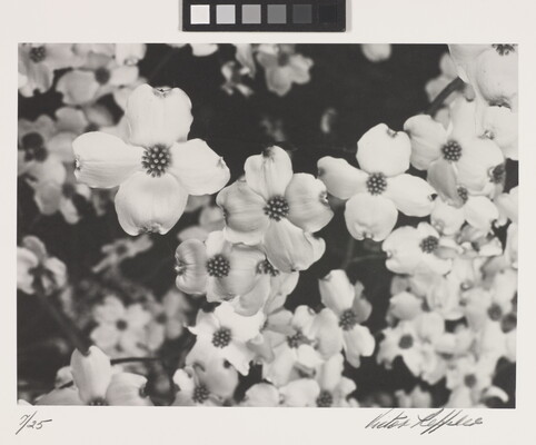 A black-and-white close-up photograph of a bunch of light-colored flowers.