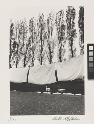 A black-and-white photograph of white bed sheets hanging on a line above water where swans are swimming, and tall trees in the background.