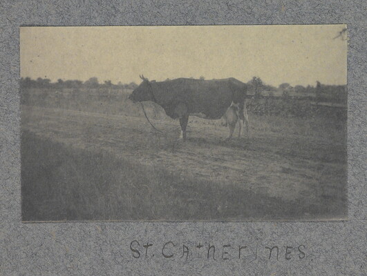 A black-and-white photograph of a cow with dark fur standing on a dirt road.