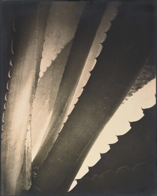 A black-and-white close-up photograph of the stiff leaves and teeth of an agave plant.