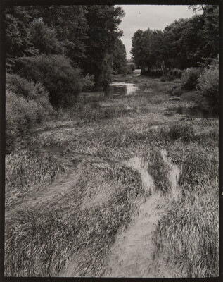 A black-and-white photograph of a narrow wash with lush trees on either side and a small stream running through the grass.