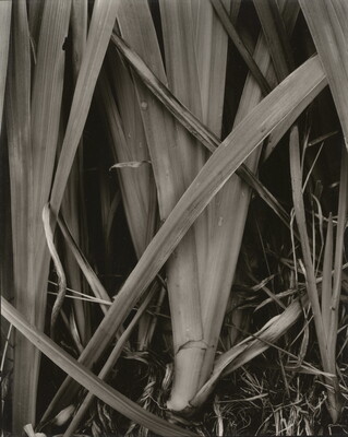A close-up black-and-white photograph of a series of long, broad, vertical leaves overlapping and fanning slightly outward from the base.