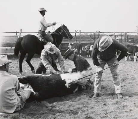 A black-and-white photograph of a group of men in cowboy hats branding a cow on the ground; more cattle and a cowboy on a horse are in the background.