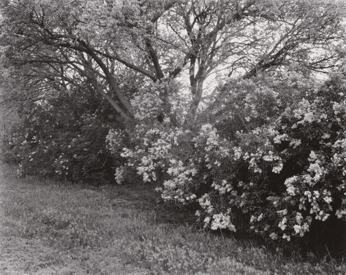A black-and-white photograph of a line of trees and shrubs with blooming flowers.