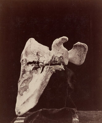 A black-and-white photograph of a bone with significant damage displayed in front of black background .