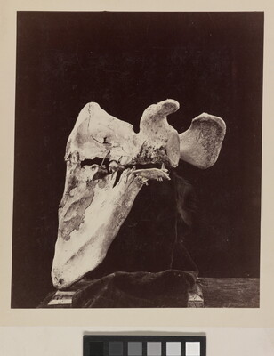 A black-and-white photograph of a bone with significant damage displayed in front of black background .