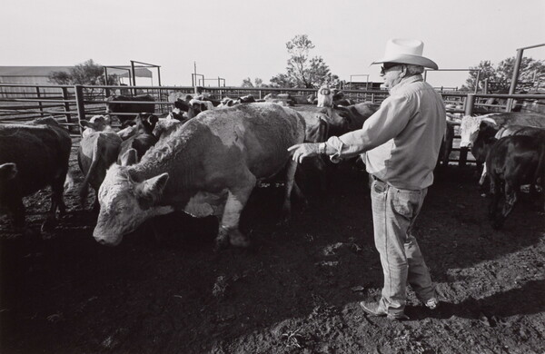 A black-and-white photograph of an older man wearing a cowboy hat standing in a pen with cattle.