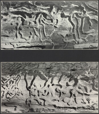 Two black-and-white photographs, one above the other, showing curved, maze-like patterns on wood surfaces.