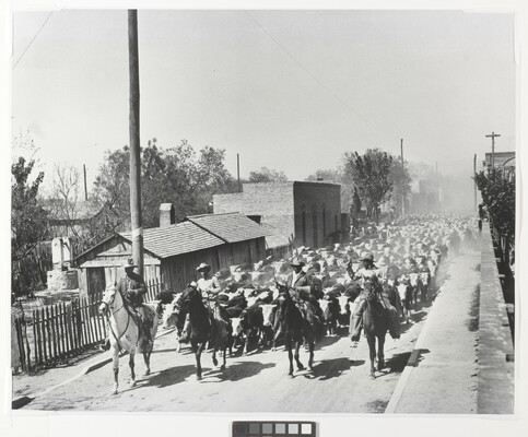 A black-and-white photograph of four men on horseback leading a large herd of cattle down a dusty road.