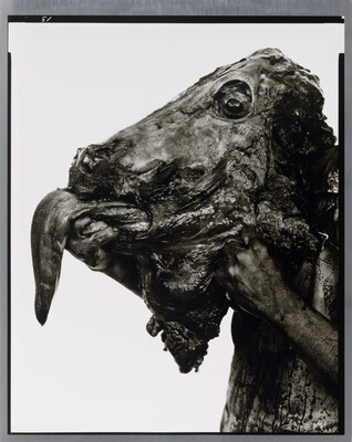 A close-up black-and-white photograph of a hand holding a bloody, severed cow head with tongue extended.