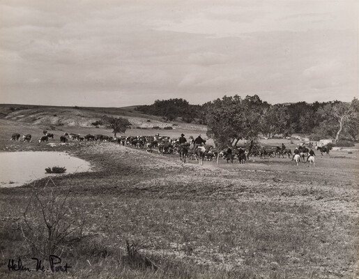 A black-and-white photograph of men riding horseback toward a large group of cattle beside a pond. 