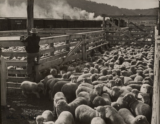 A black-and-white photograph of sheep crowded in a pen and a man standing on a wood fence watching as a train passes by in the background.