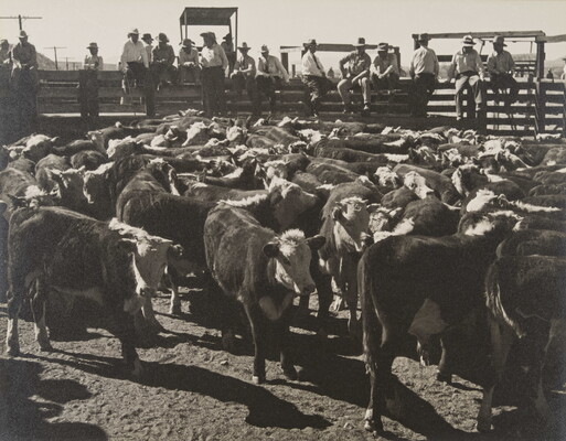 A black-and-white photograph of a pen full of cattle as people, some wearing cowboy hats, sit on the fence surrounding the cattle.